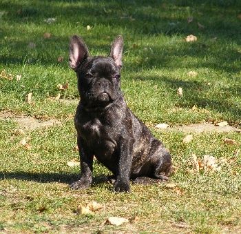 La Desse des Moissons